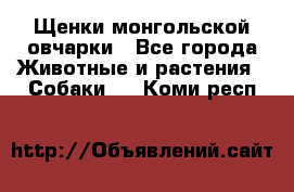Щенки монгольской овчарки - Все города Животные и растения » Собаки   . Коми респ.